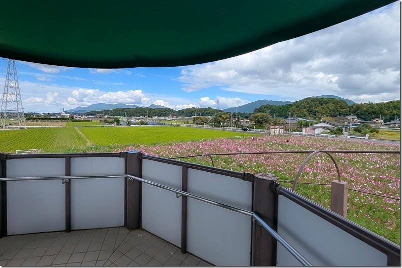 おおとう桜街道 花公園 展望台から見たコスモス畑