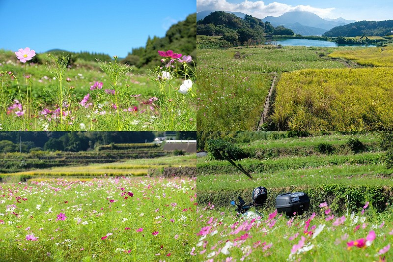 山谷切口棚田のコスモス畑【コスモスの棚田】（佐賀県有田町）