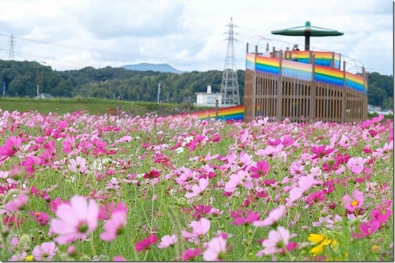 おおとう桜街道 花公園 コスモス畑 開花状況 2025年【10月下旬見頃です！】