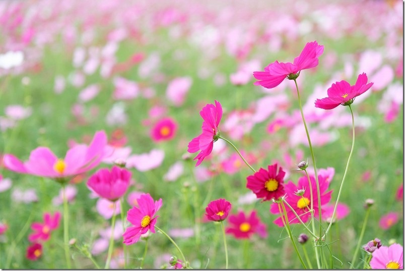 おおとう桜街道 花公園 コスモス畑 開花状況 2025年【10月下旬見頃です！】