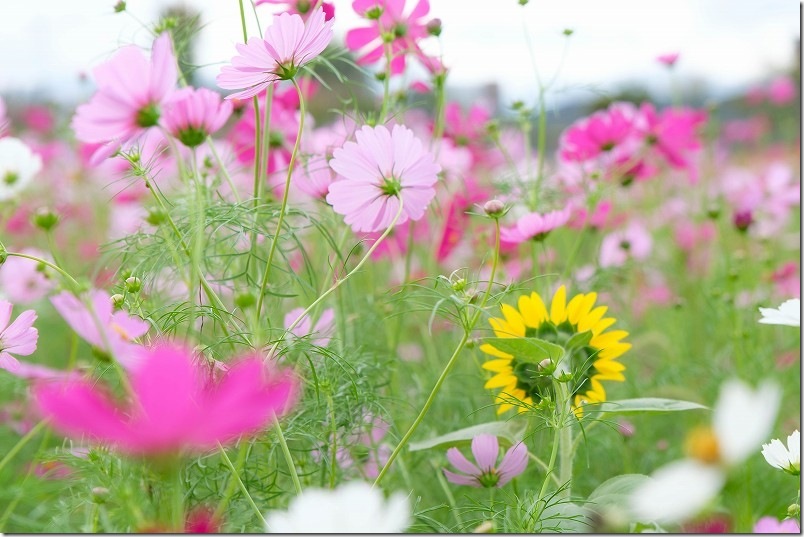 おおとう桜街道 花公園 コスモスの花とひまわり