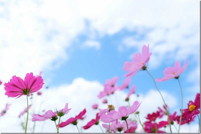 おおとう桜街道 花公園 コスモスの花
