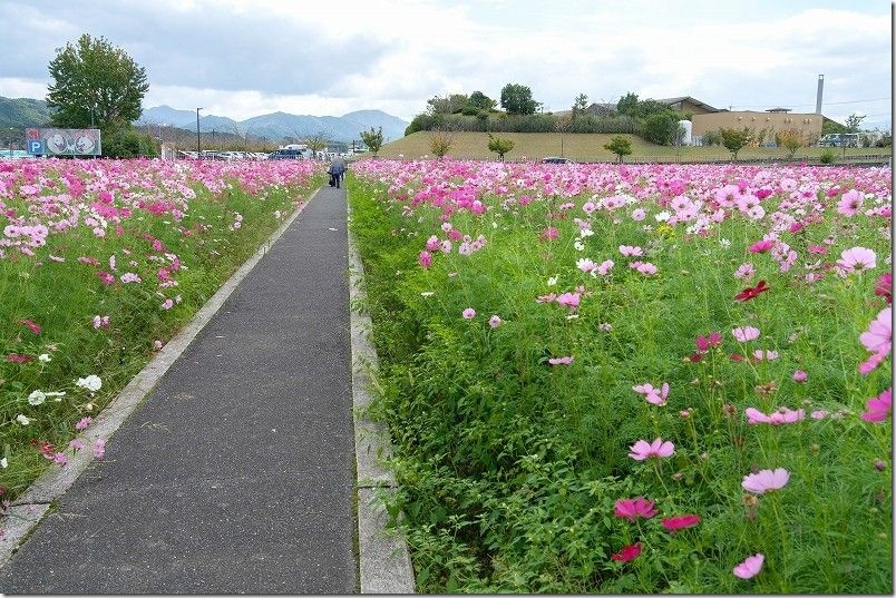 おおとう桜街道 花公園 コスモス畑を散策