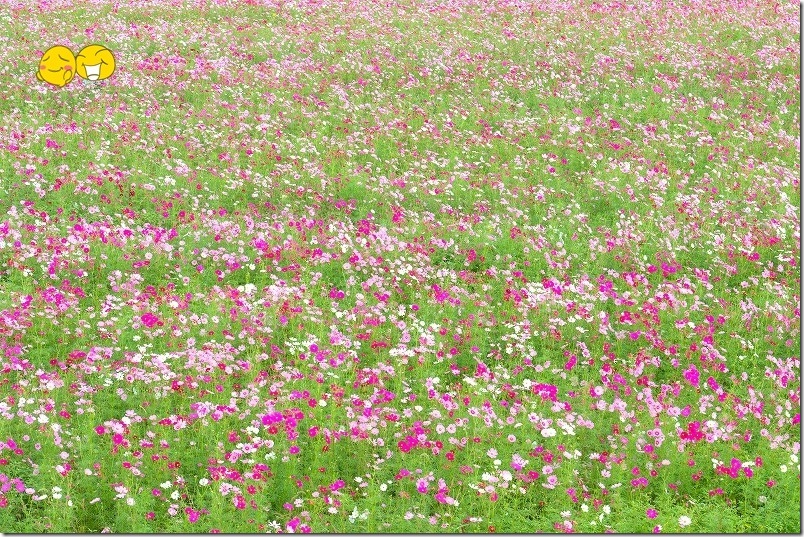 おおとう桜街道 花公園 コスモス畑が見頃 2025【道の駅 おおとう桜街道に隣接】