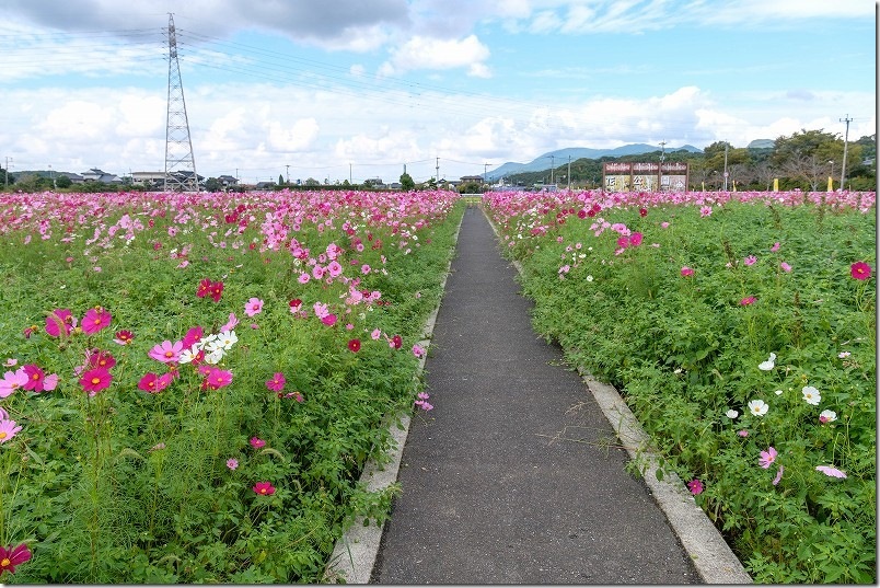 おおとう桜街道 花公園 コスモス畑を散策