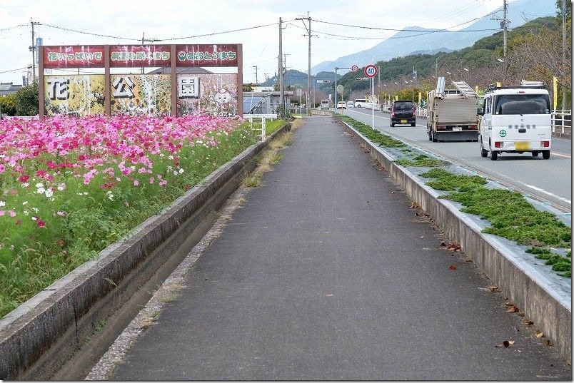 おおとう桜街道 花公園　コスモス畑