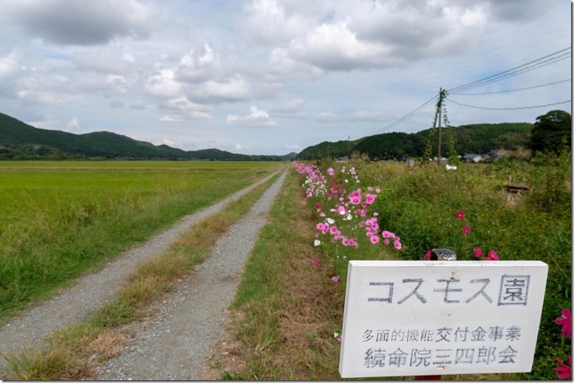 コスモスの道の撮影スポット 東犀川三四郎駅