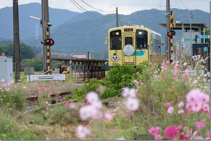 平成筑豊鉄道 東犀川三四郎駅 黄色い列車とコスモスの花【望遠レンズでコスモスと列車を撮影】