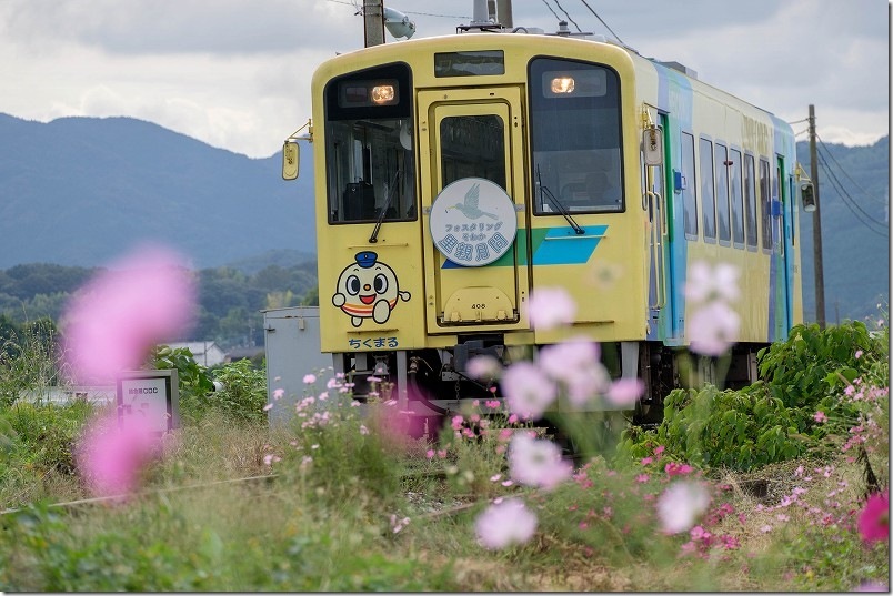 平成筑豊鉄道 東犀川三四郎駅 コスモスの道 黄色い列車とコスモスの花
