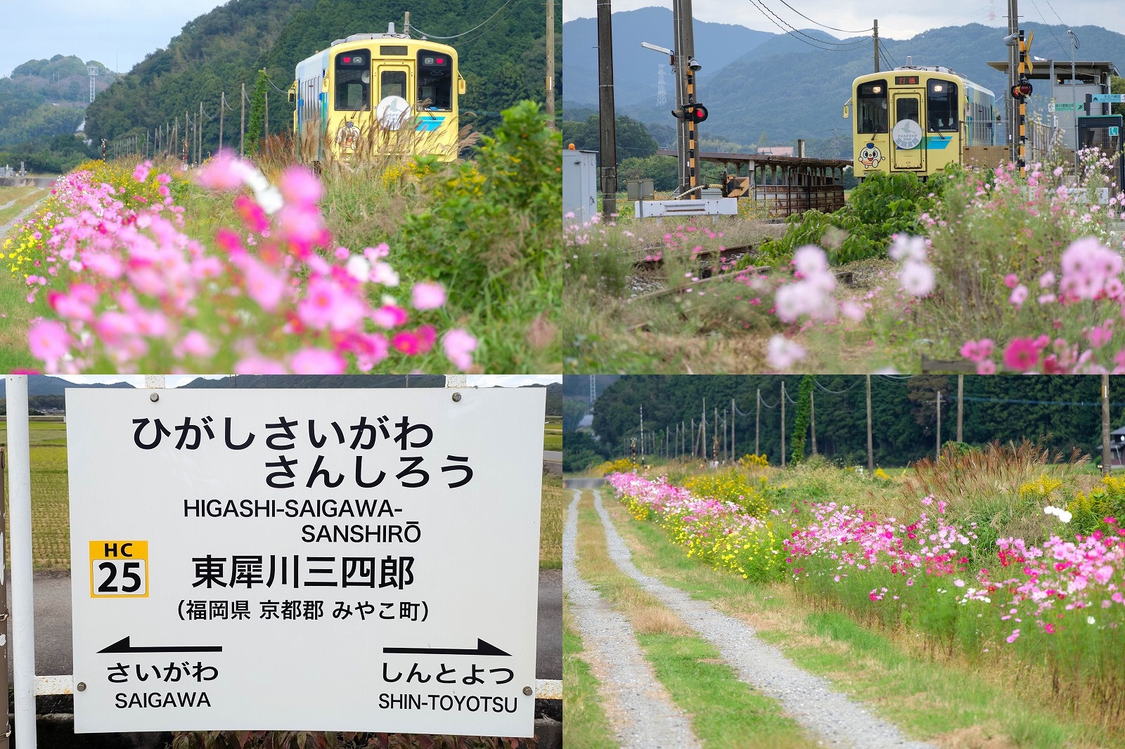 平成筑豊鉄道 東犀川三四郎駅 コスモスの道【走り去る黄色い列車とコスモスの花】