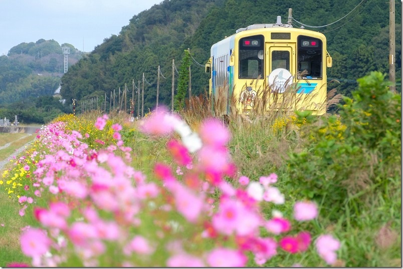 平成筑豊鉄道 東犀川三四郎駅 黄色い列車とコスモスの花【望遠レンズでコスモスと列車を撮影】