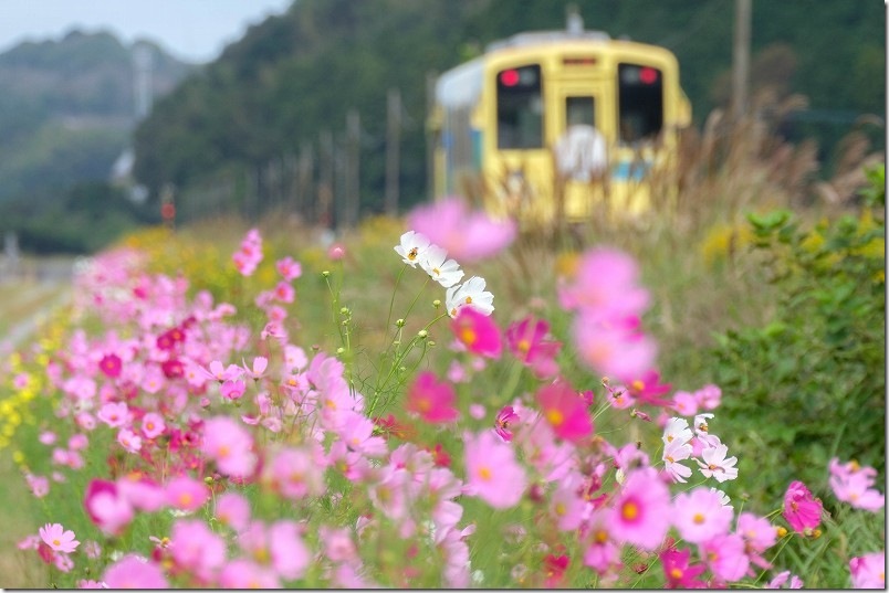 平成筑豊鉄道 東犀川三四郎駅 コスモスの道（コスモス園 続命院三四郎会）