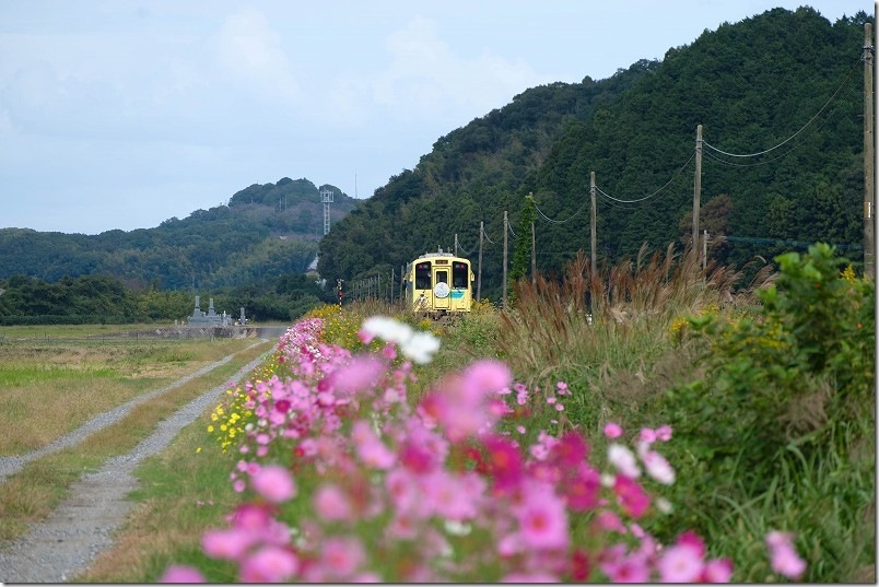 平成筑豊鉄道 東犀川三四郎駅 黄色い列車とコスモスの花【望遠レンズでコスモスと列車を撮影】