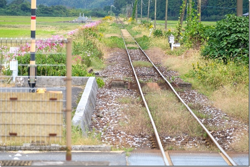 東犀川三四郎駅のホームから見たコスモスの道