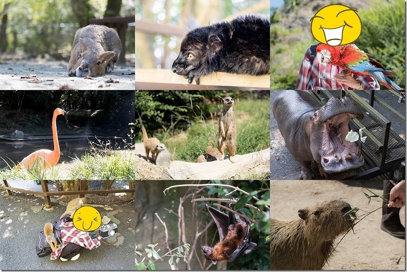 【長崎バイオパーク レビュー】滞在時間3時間で見て触れた動物!体験&撮影ポイントも紹介!