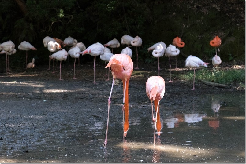 長崎バイオパーク フラミンゴの池のフラミンゴ