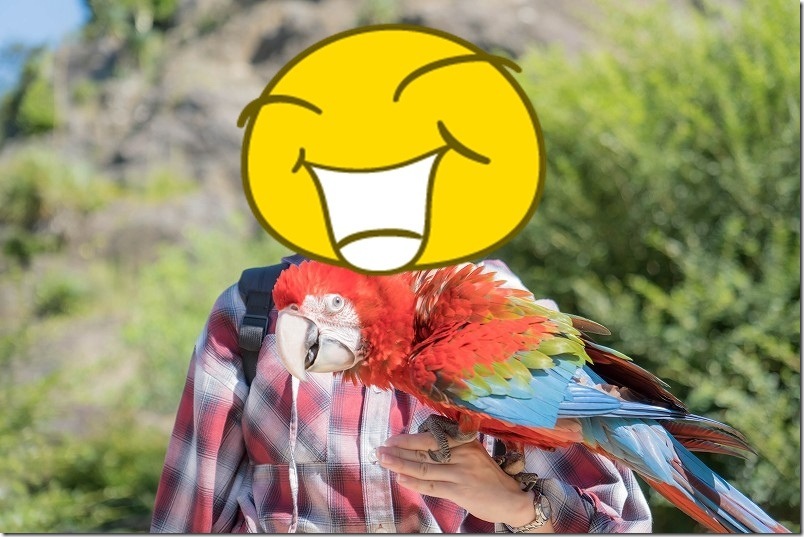 長崎バイオパーク ベニコンゴウインコの手乗り体験【無料で体験!】 長崎バイオパーク ベニコンゴウインコの手乗り体験【無料で体験!】