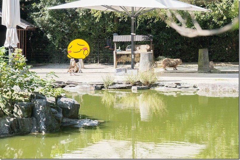 こんな動物達を見ながらカピパラ池へ到着 長崎バイオパーク