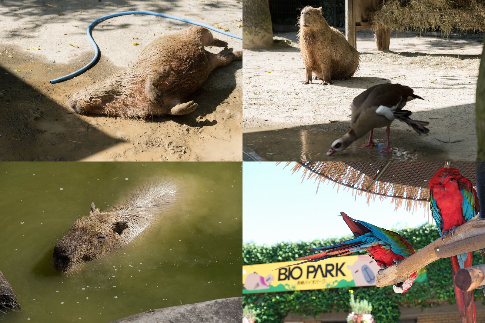 【長崎バイオパーク】家族で選んだ動物ランキング１位はカピバラ！もぐって寝転ぶ姿が最高
