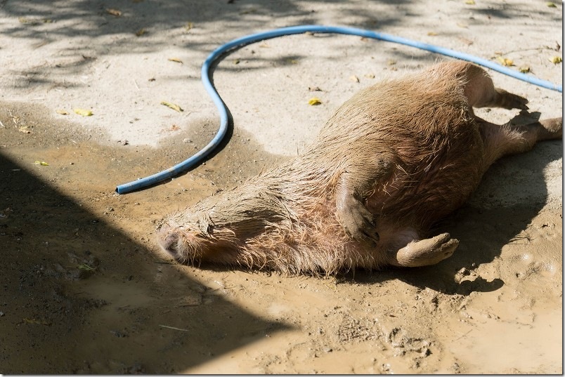 カピパラ 泥水で寝転んで！ 長崎バイオパーク