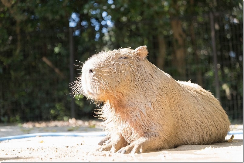 カピパラ 泥水で寝転んで！日向ぼっこ 長崎バイオパーク