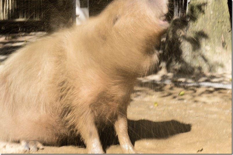 カピパラ 泥水で寝転んで！豪快にプルプル！ 長崎バイオパーク