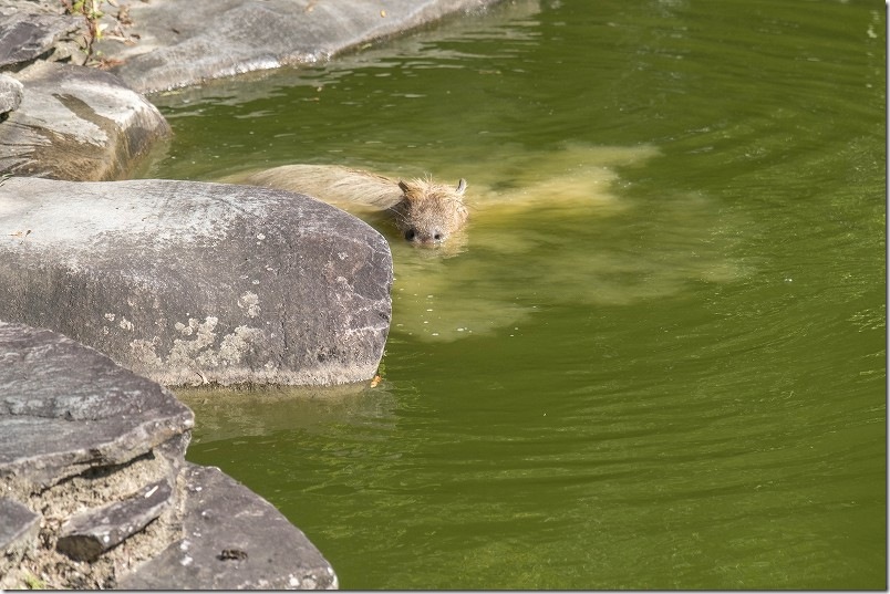 カピパラ 水風呂が気持ちよさそう！ 長崎バイオパーク