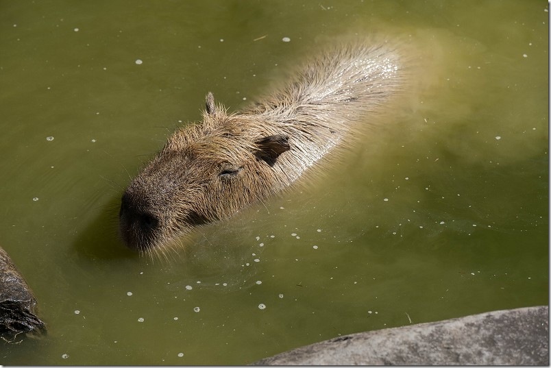 カピパラ 水風呂が気持ちよさそう！ 長崎バイオパーク