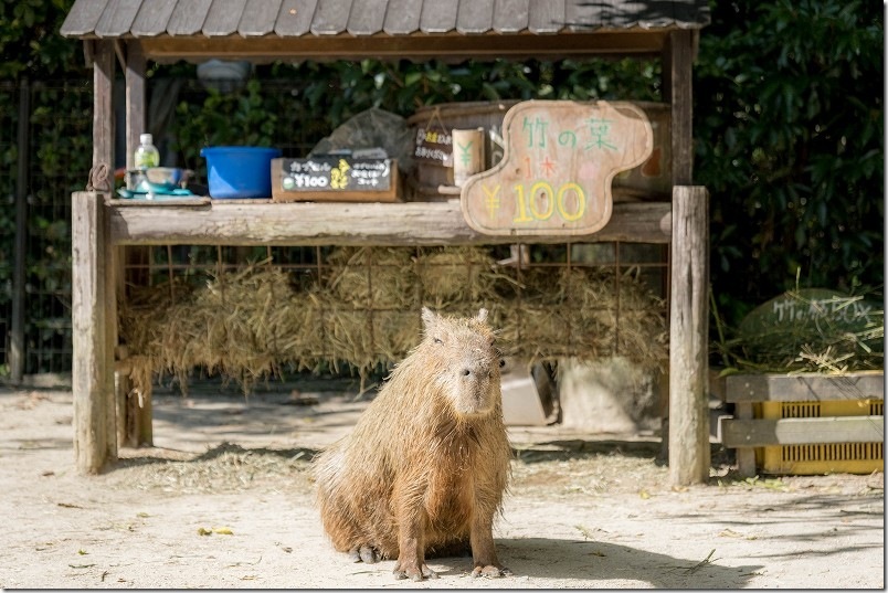 カピパラ 「エサちょうだい」と看板前で待つかわいさ！ 長崎バイオパーク