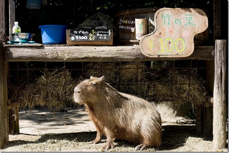 カピパラ 「エサちょうだい」と看板前で待つかわいさ！