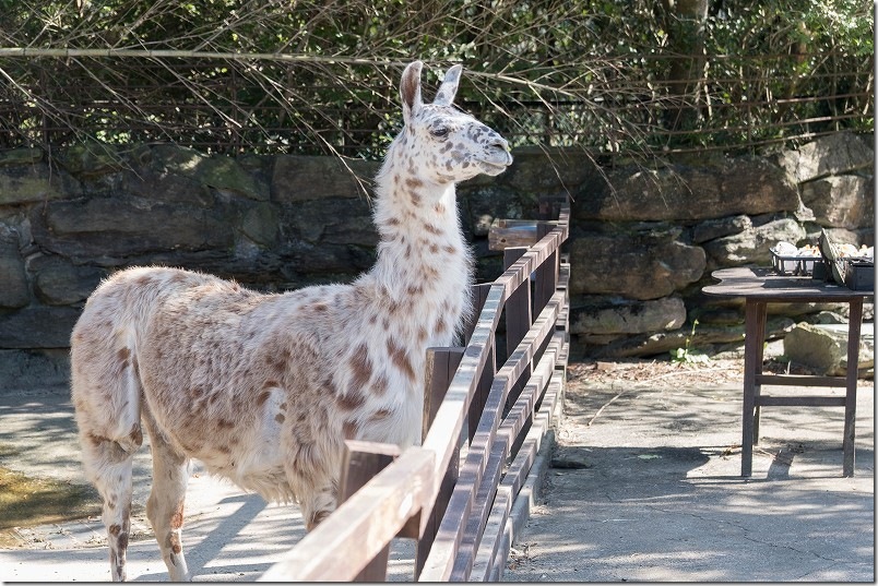 長崎バイオパーク ラマ 長崎バイオパーク ラマ