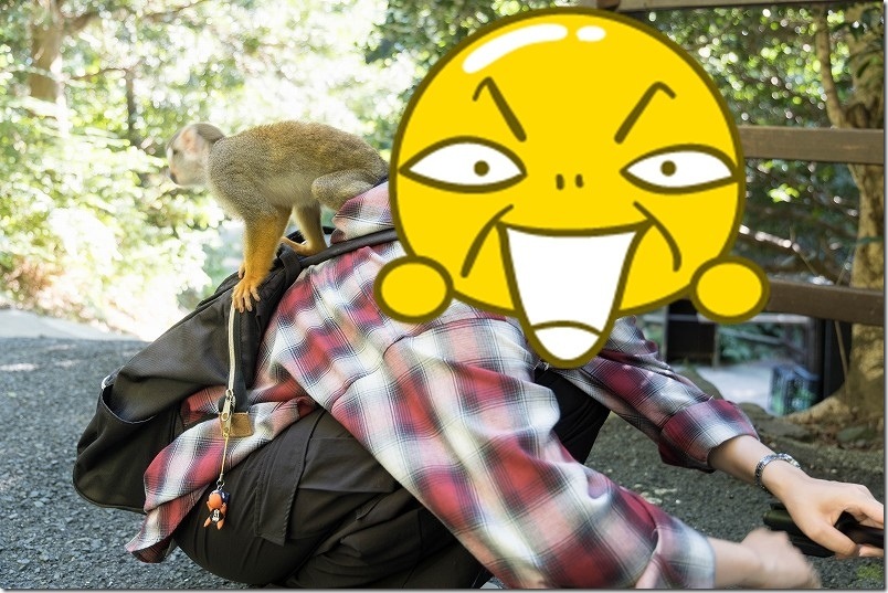 長崎バイオパーク 家族で人気No2 リスザル【手癖は悪い!触れ合われる体験】 長崎バイオパーク 家族で人気No2 リスザル【手癖は悪い!触れ合われる体験】