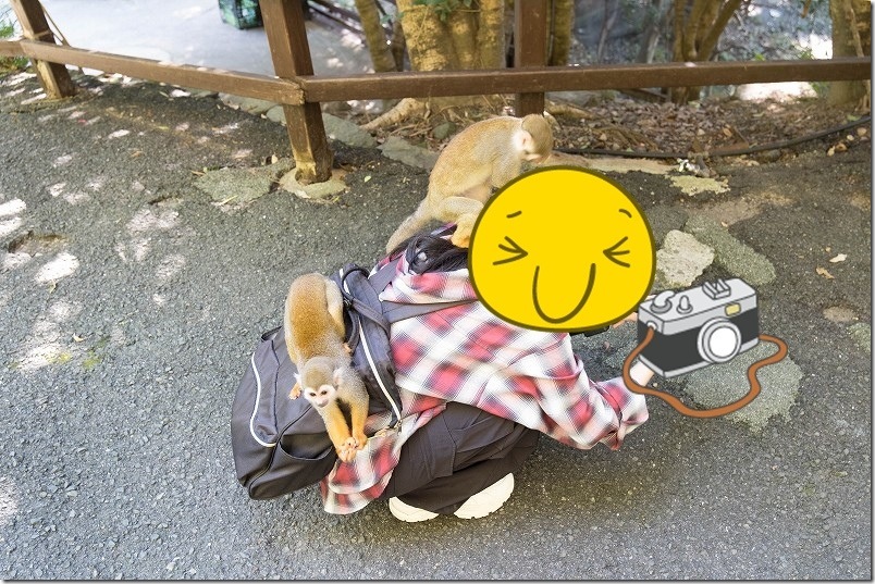 長崎バイオパーク 家族で人気No2 リスザル【手癖は悪い!触れ合われる体験】 長崎バイオパーク 家族で人気No2 リスザル【手癖は悪い!触れ合われる体験】