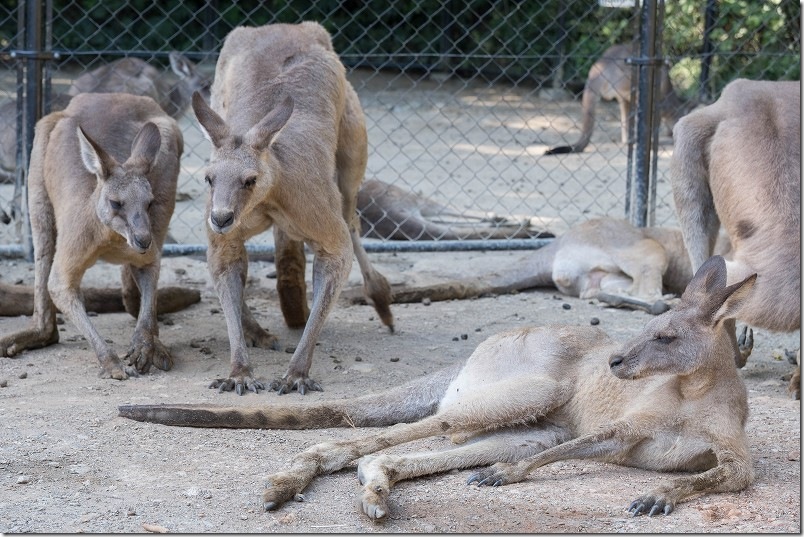 長崎バイオパーク カンガルー【ちょっと糞だらけで】 長崎バイオパーク カンガルー【ちょっと糞だらけで】