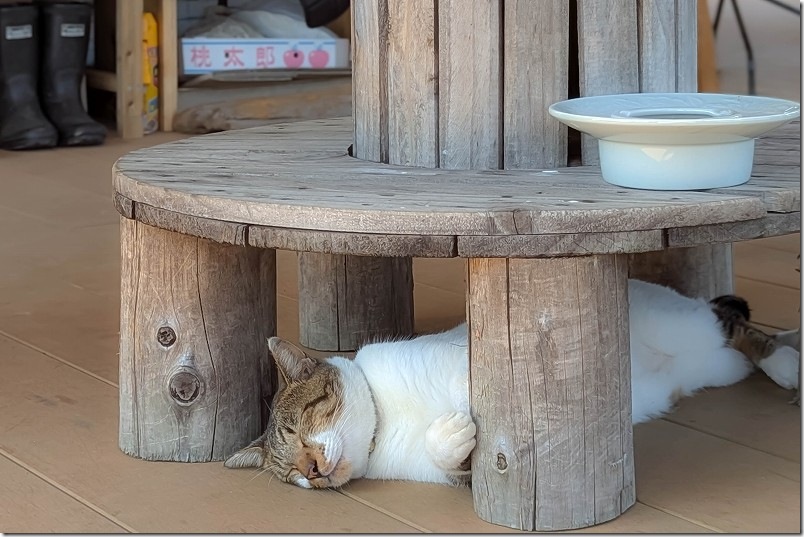 大島 五味八珍 テラス席の猫ちゃん