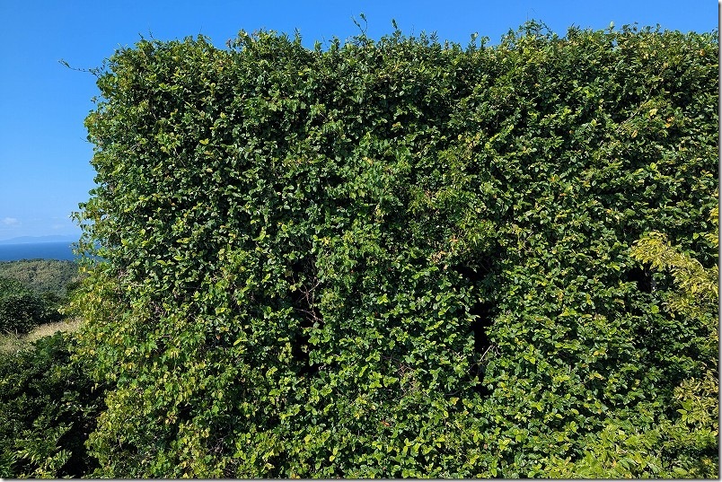 旧日本海軍佐世保鎮守府 特設見張所（聴音所）