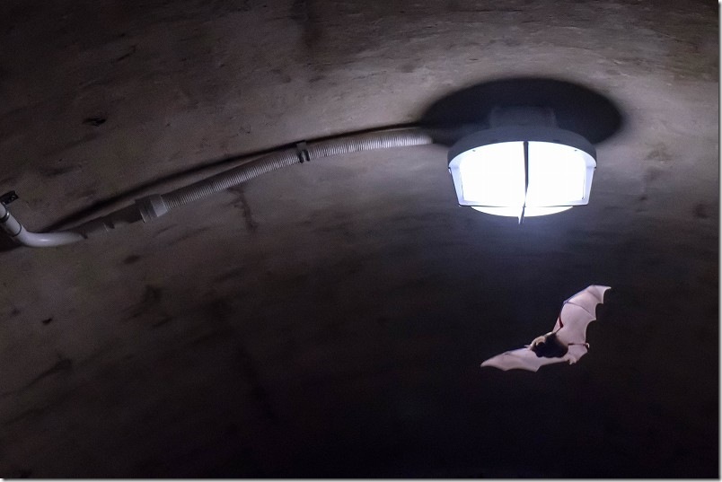 石原岳堡塁 地下の洞窟でコウモリが飛来 石原岳堡塁 地下の洞窟でコウモリが飛来