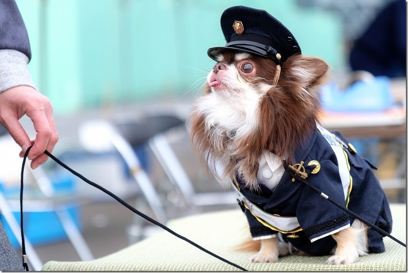 佐賀地方協力本部 広報犬 すばる士長