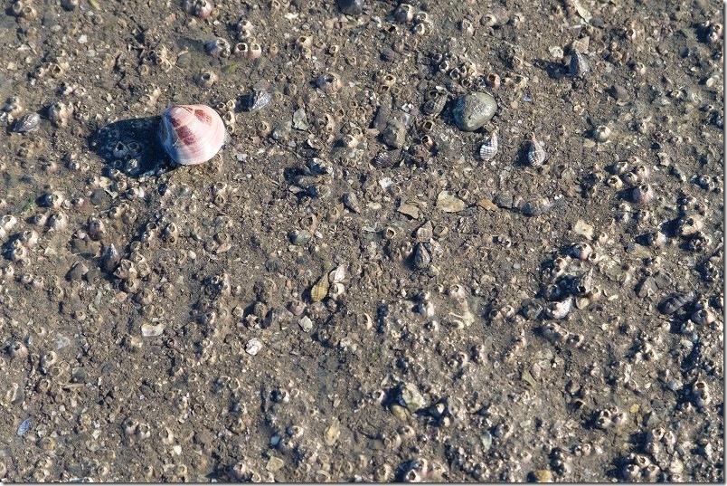 長部田海床路に貝 ハマグリ