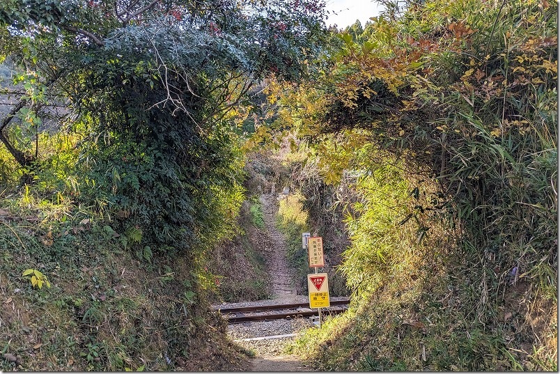 森のトンネルの先に列車 撮影時は踏切横断に注意