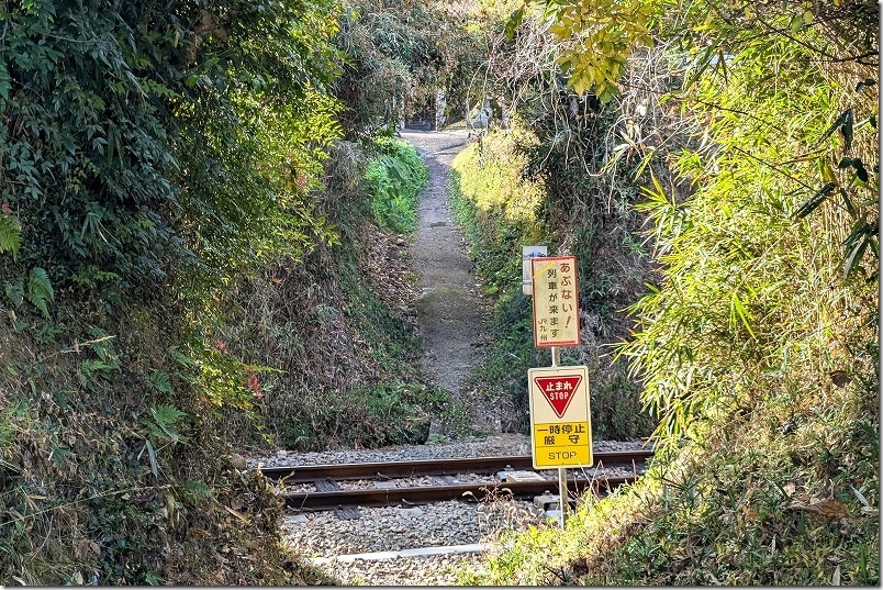 森のトンネルの先に列車 撮影スポット 神社と反対側から撮影
