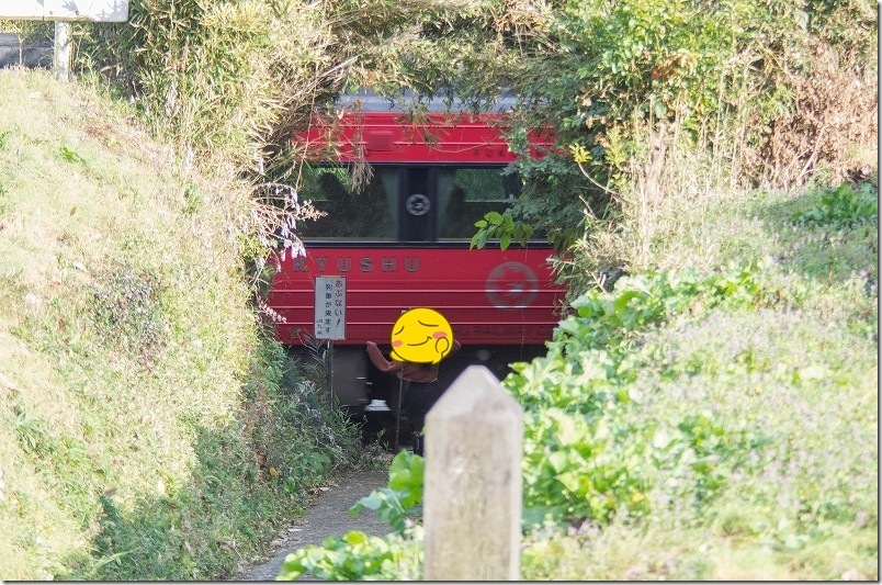 森のトンネルの先に列車が走る撮影スポット｜大分県豊後大野市犬飼町・下野熊埜社参道【行き方と現地の様子】