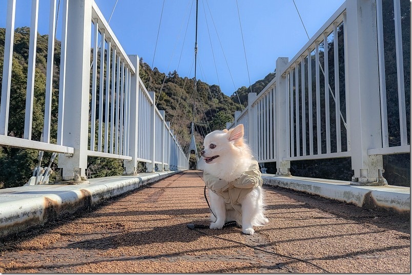 糸島 「加茂ゆらりんこ橋」を犬と渡る