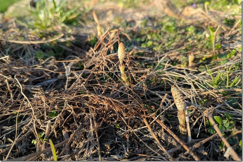 糸島でつくし（土筆）探し｜2月中旬に発見