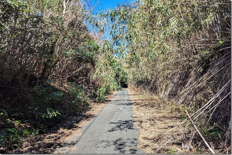 生い茂る笹や竹で厳しい道 魚見台公園への海沿いルートは要注意
