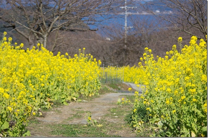 糸島 絶景スポット「加茂ゆらりんこ橋」の菜の花畑 海まで抜けるような菜の花の小道