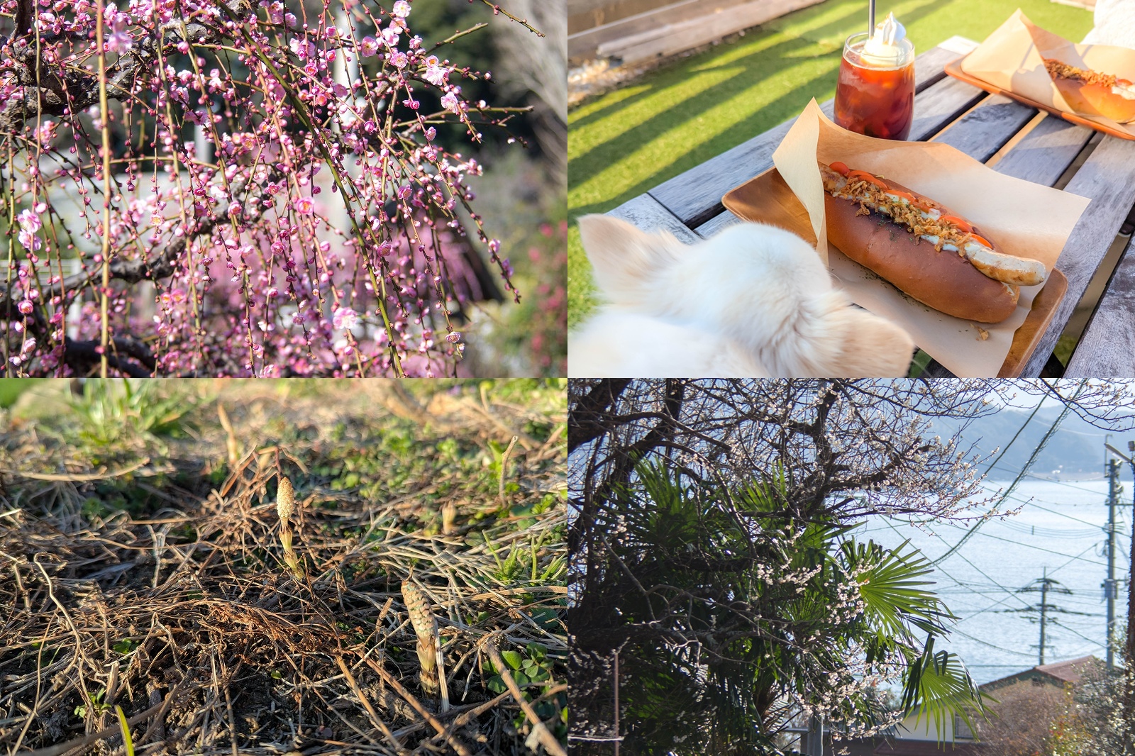 【2026年2月】福岡・糸島で春さんぽ｜小富士梅林→つくし取り→Oot Dogでひと休みコース