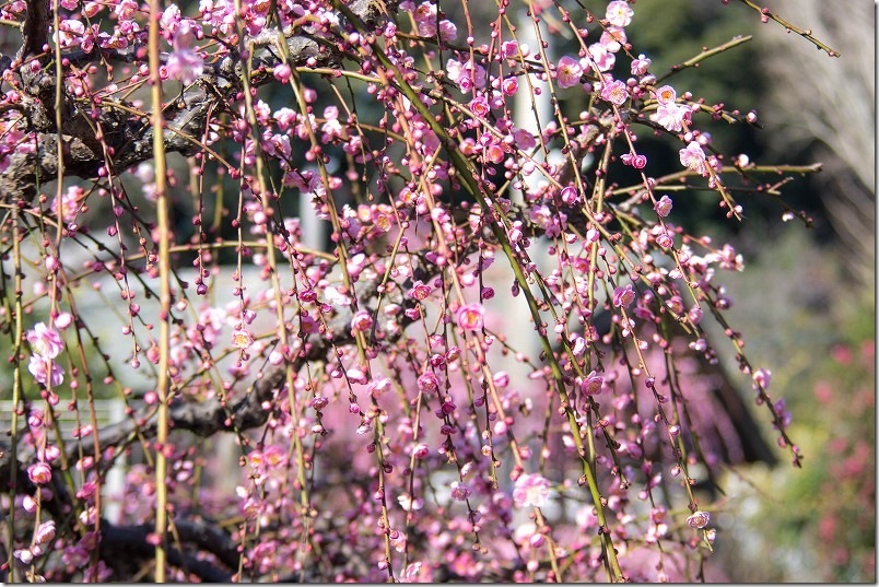 糸島の梅の名所「小富士梅林」。しだれ梅のピンクが鮮やか