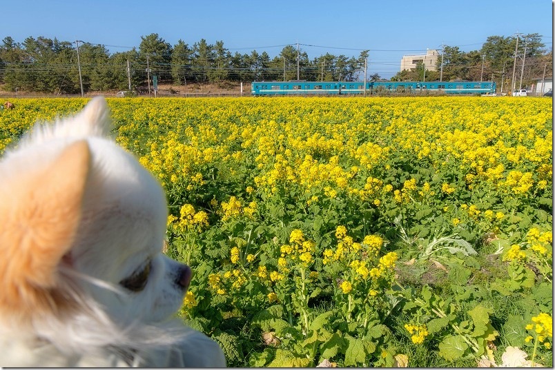 9分移動で「福ふくの里」へ！菜の花＋電車の神コラボ 犬と眺める