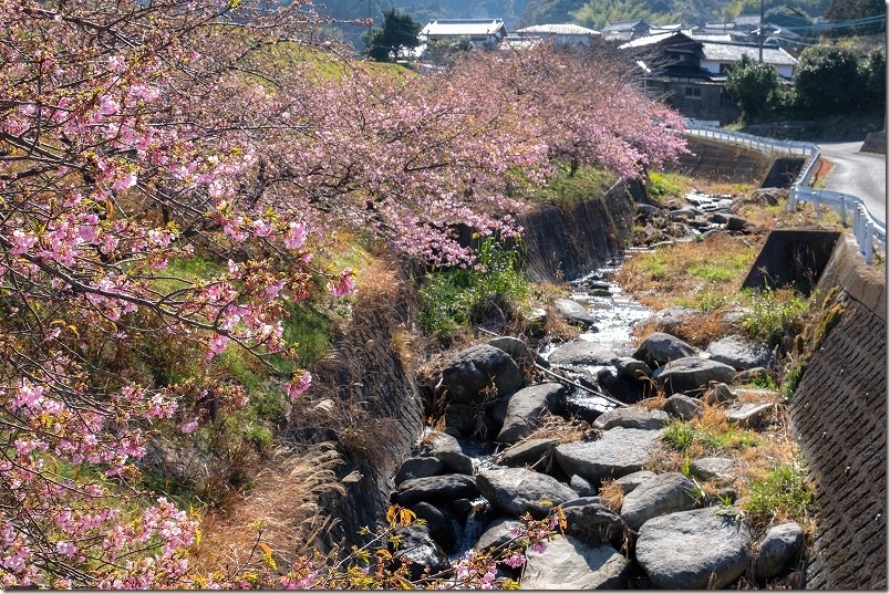 福吉川の河津桜の並木 開花状況【糸島市二丈吉井】 福吉川の河津桜の並木 開花状況【糸島市二丈吉井】